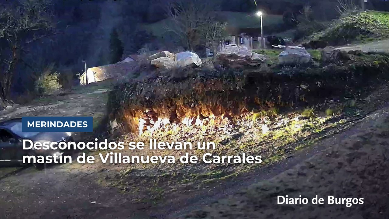 Desconocidos se llevan un mastín de una vivienda en un pueblo de Burgos