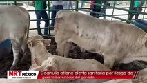 Coahuila atiene alerta sanitaria por riesgo de gusano barrenador del ganado