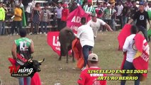 Corralejas Sincelejo 2026 | Toros de Arturo Berrio e Hijos