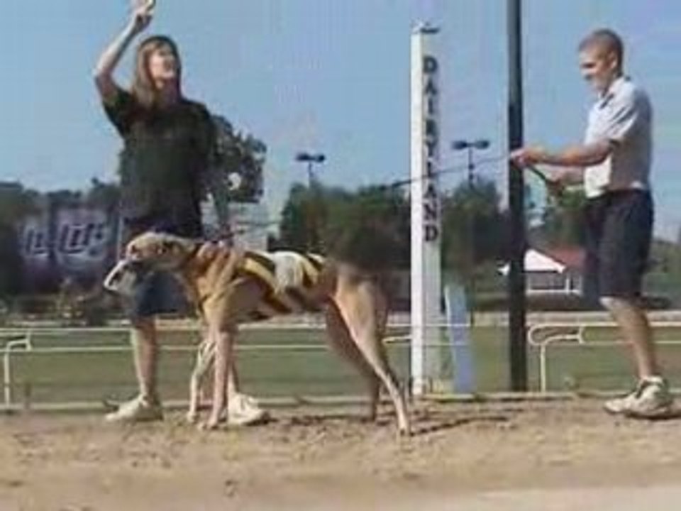 Dog Races