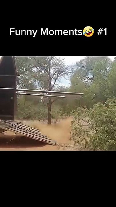 VIDEO ENGRACADO ANIMAIS