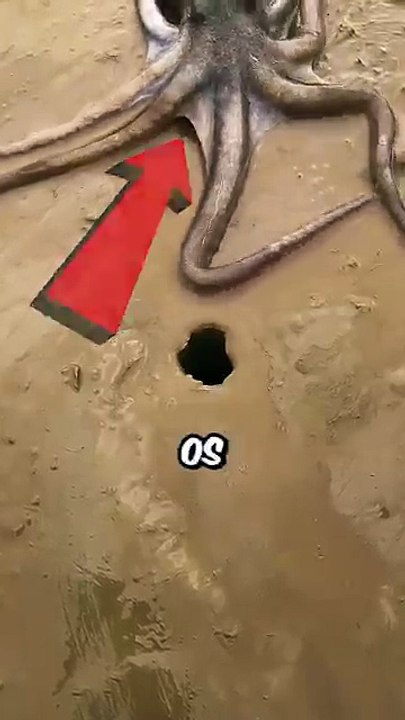 O Polvo é Mais Intêligente Que Você