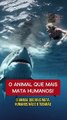 Animais selvagens mais PERIGOSOS do mundo