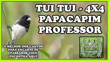 TUI TUI 4X4 #papacapim PROFESSOR