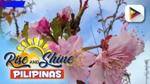 Isa sa mga sakura tree sa Baguio City, namulaklak na makalipas ang 7 taon