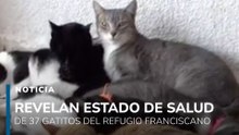 ¿Cómo están hoy? Revelan el estado de salud de los 37 gatitos del Refugio Franciscano