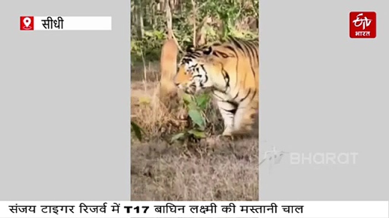 संजय टाइगर रिजर्व में लक्ष्मी की मस्तानी चाल, मॉर्निंग सफारी करने निकले पर्यटक रोमांचित