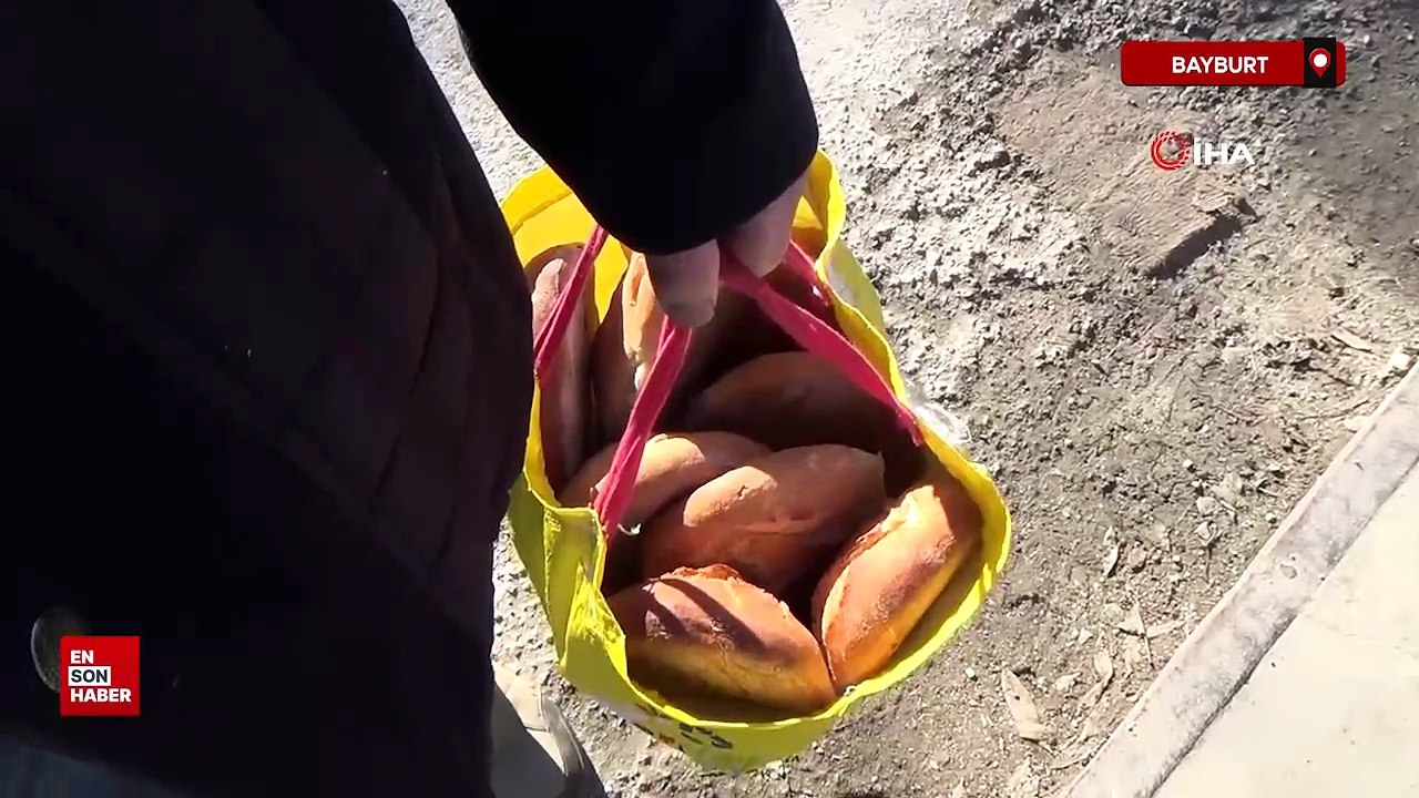 Sibirya'dan göç eden yeşilbaşlı ördekler Baybur'ta