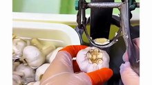 Garlic-Peeling