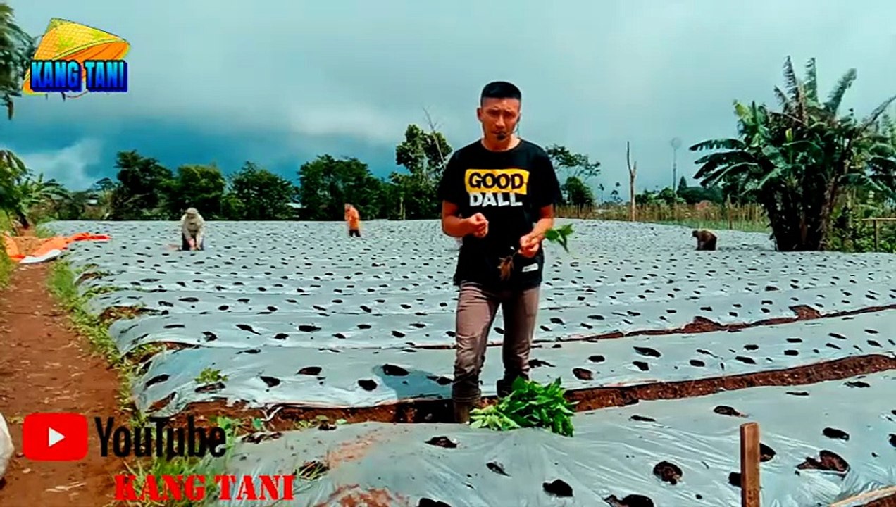CARA MENANAM CABE #1