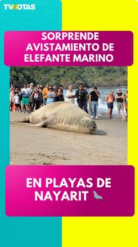 Sorprende avistamiento de elefante marino en playas de Nayarit