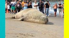 Sorprende avistamiento de elefante marino en playas de Nayarit