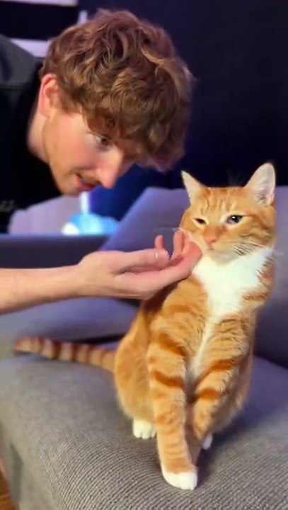 Cat training