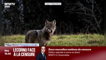 Quand ce photographe animalier a fait l'incroyable rencontre d'un loup