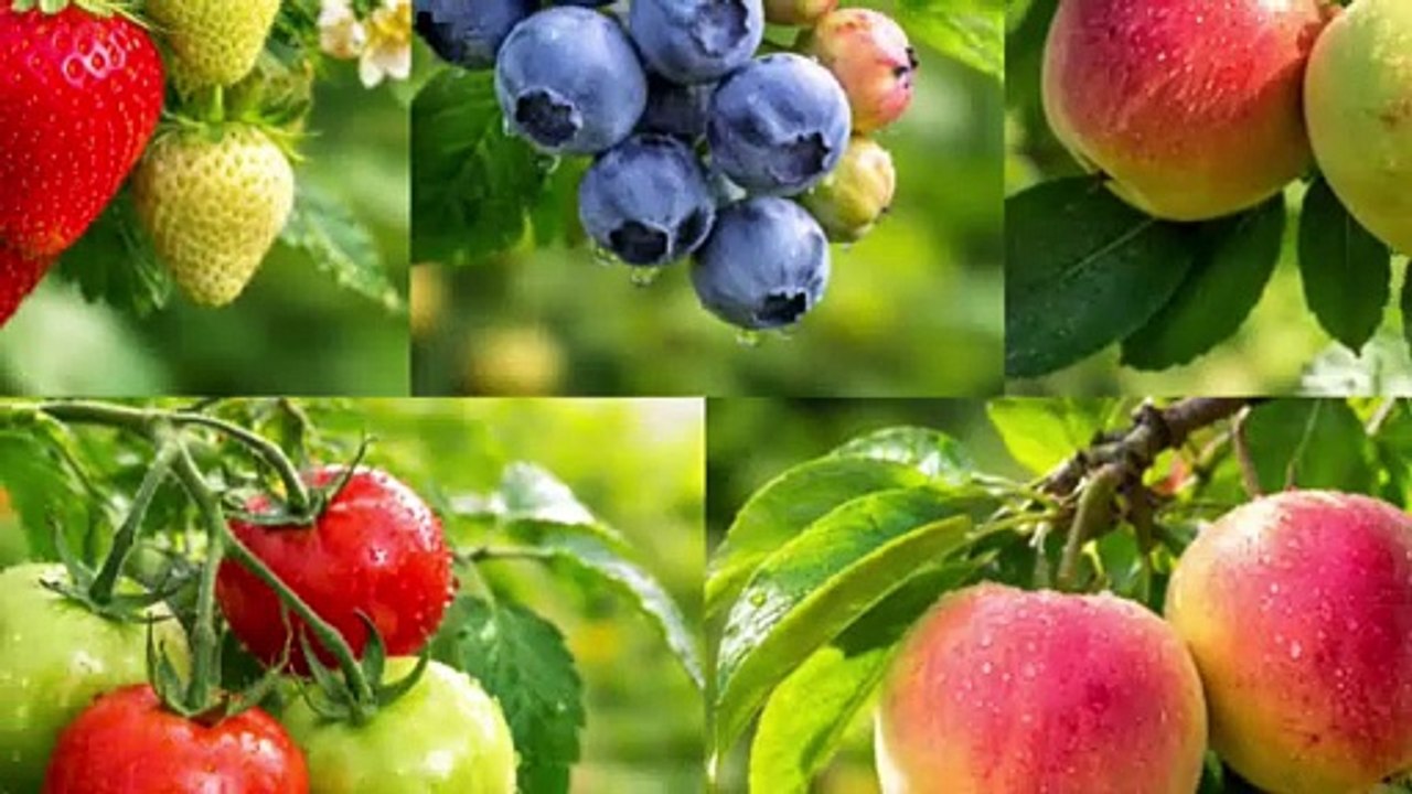 ಬಾಳೆಹಣ್ಣು ಒಂದು Berry… Strawberry ಅಲ್ಲ ।। Bananas Are Berries… But Strawberries Aren’t