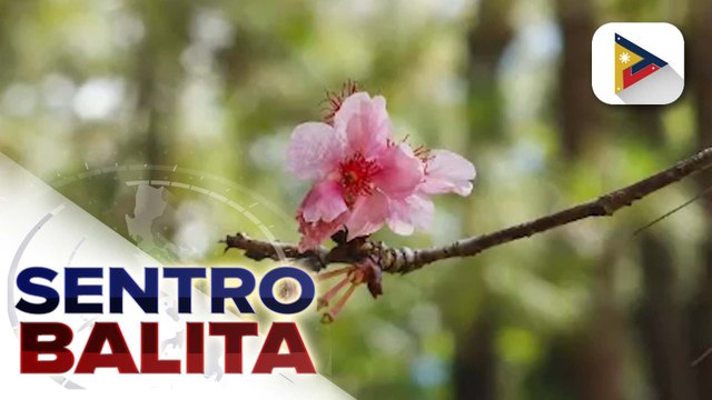 Cherry blossoms o Sakura sa Baguio City, nag-bloom na matapos ang 7 taon | ulat ni Janice Denis - PTV Cordillera