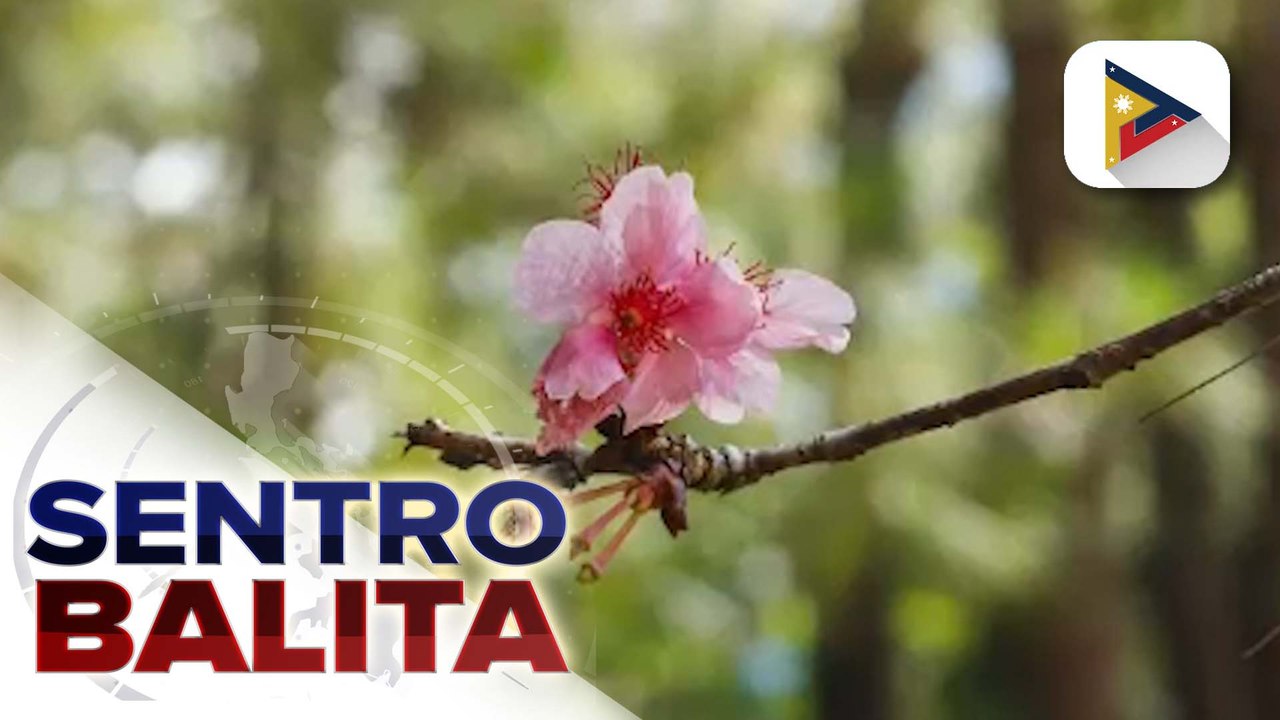 Cherry blossoms o Sakura sa Baguio City, nag-bloom na matapos ang 7 taon | ulat ni Janice Denis - PTV Cordillera