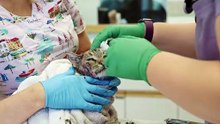 Incredible Northern Vets - Season 2 Episode 8 - Farm Cat First Aid