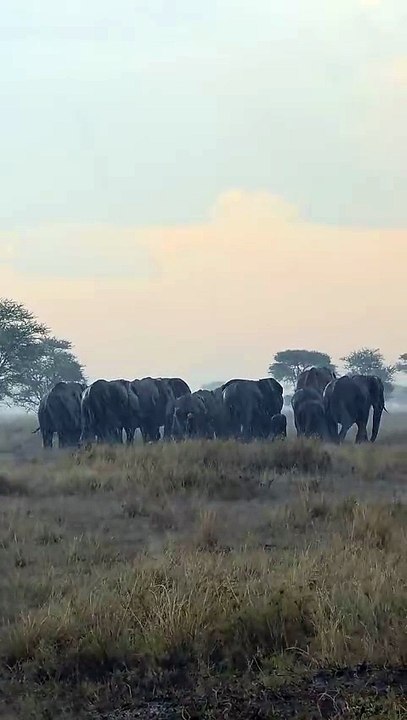 Elephants in Serengeti National Park