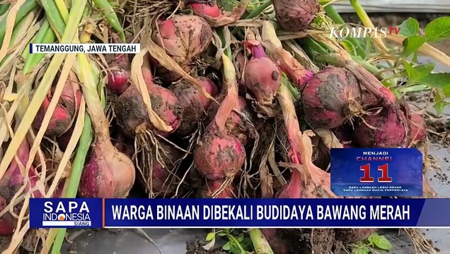 Warga Binaan Rutan Temanggung Dibekali Budidaya Bawang Merah | SAPA SIANG
