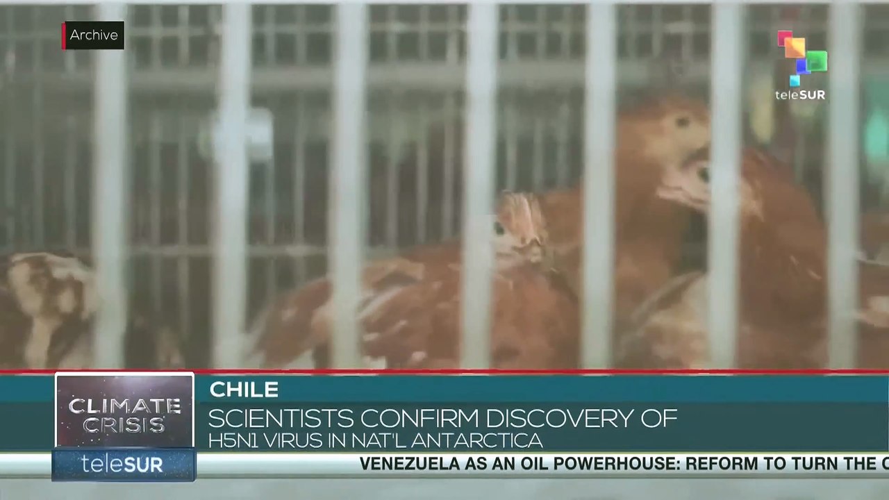 Chile scientists confirm discovery of  H5n1 virus in Nat’l Antarctica