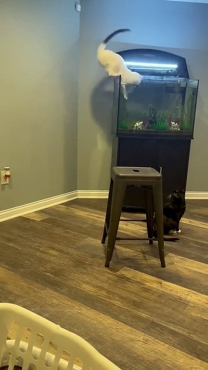 “This Cat Is OBSESSED With the Fish Tank 😂🐟”