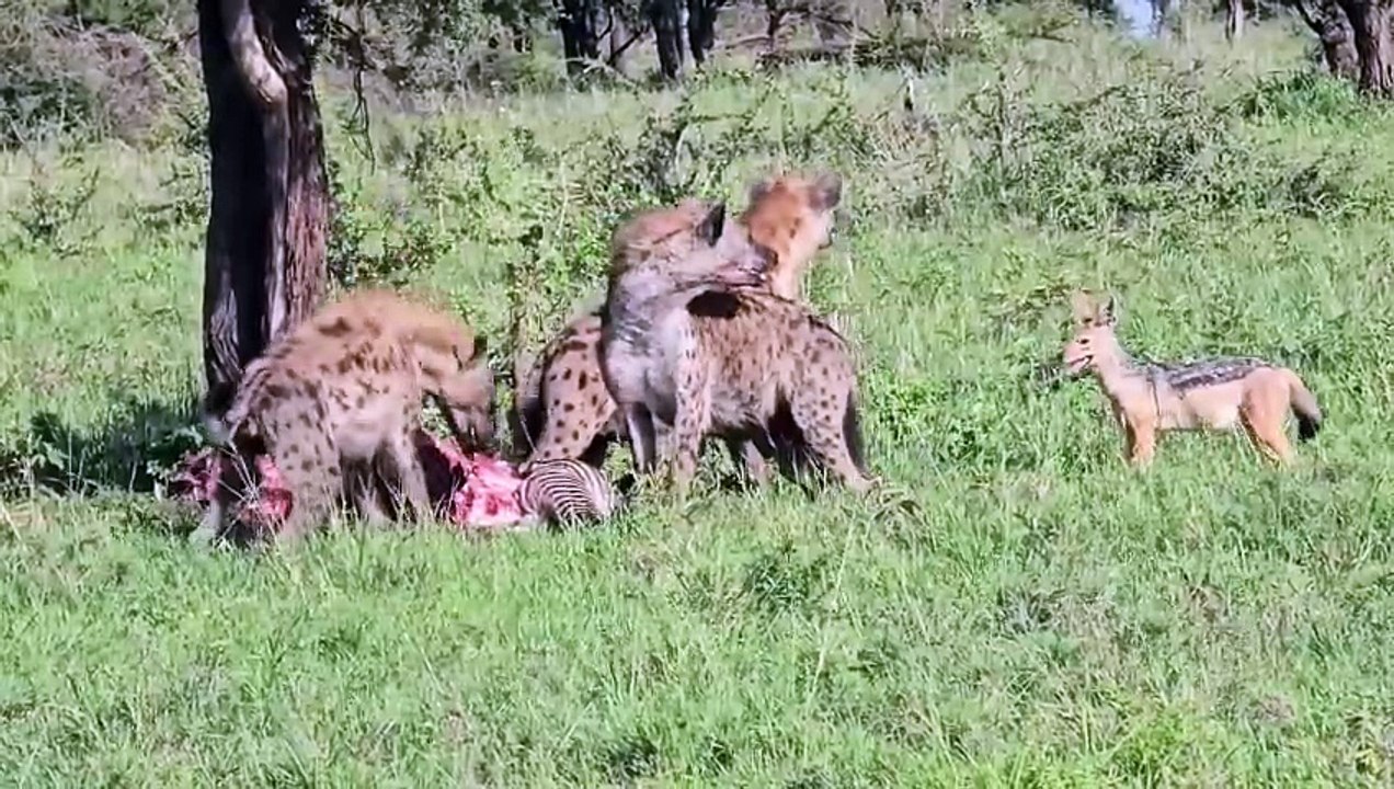 The main species in the park is the spott, Hiena killer.