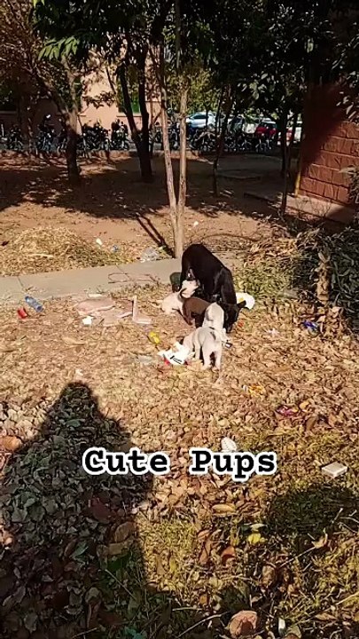 Cute Puppies