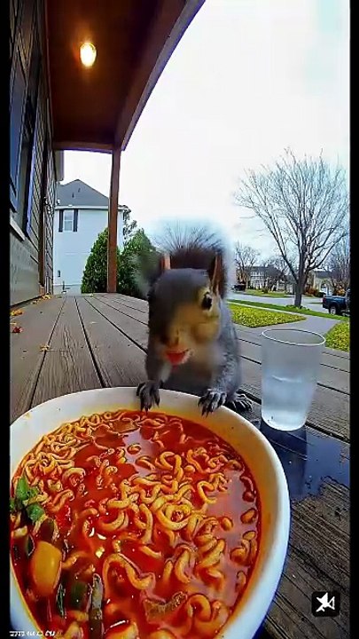 “Squirrel Tries Spicy Noodles and Instantly Regrets It 😂🔥”