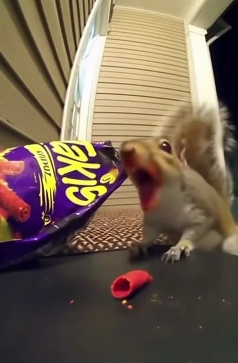 “This Squirrel Thought It Was Candy… Big Mistake 😳🔥”