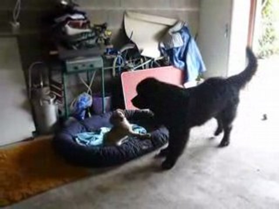 maya et vigo le retour