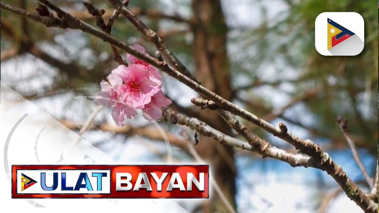 Cherry blossoms o Sakura sa Baguio City, nag-bloom na matapos ang 7 taon | ulat ni Janice Denis