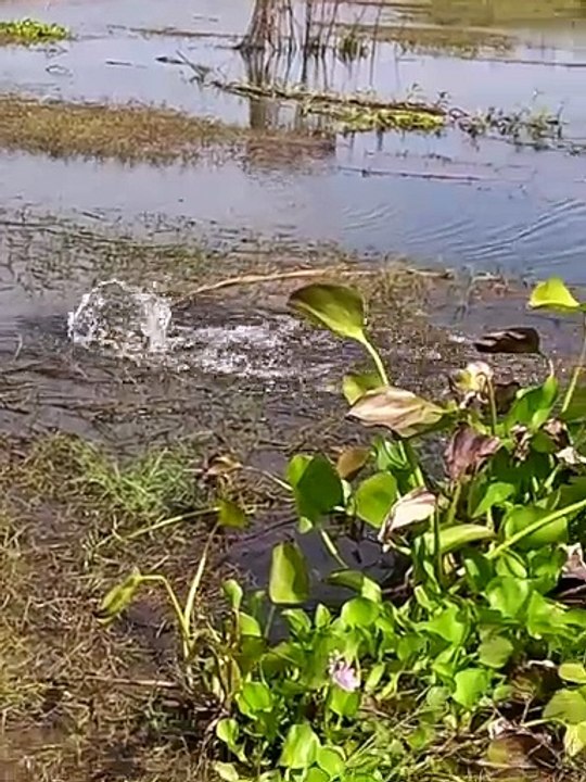 Explosive Sound Attack by a Giant Snakehead