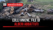 Colli Aniene, i residenti lanciano l'allarme: "File di alberi abbattuti per realizzare la tranvia"