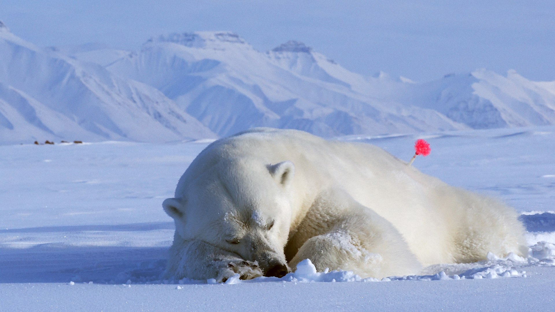 Las condiciones f�sicas de los osos polares (Ursus maritimus) que habitan en el archipi�lago noruego de Svalbard han mejorado en las �ltimas d�cadas, a pesar de la significativa p�rdida de hielo marino en la regi�n, seg�n un estudio publicado en la revista Scientific Reports. Estos resultados contrastan con investigaciones anteriores que asociaban directamente la reducci�n del hielo marino en el �rtico con el deterioro de las poblaciones de osos polares.
Desde 1980, la regi�n del mar de Barents ha experimentado un aumento de temperatura de hasta dos grados cent�grados por d�cada. No obstante, tras un censo realizado en 2004, se estim� que la poblaci�n de osos polares del mar de Barents rondaba los 2.650 individuos y, hasta fechas recientes, no se ha detectado una disminuci�n clara de su tama�o. Las causas de esta estabilidad han sido objeto de debate.
Para profundizar en esta cuesti�n, Jon Aars y su equipo analizaron 1.188 registros de mediciones corporales correspondientes a 770 osos polares adultos, recopilados en Svalbard entre 1992 y 2019. Los investigadores compararon el �ndice de composici�n corporal (ICC), que refleja las reservas de grasa y el estado f�sico de los animales, con el aumento de los d�as sin hielo marino durante un periodo de 27 a�os. Aunque los d�as sin hielo aumentaron en torno a 100, el ICC medio de los osos adultos creci� a partir del a�o 2000.
Los autores sugieren que esta mejora podr�a deberse a la recuperaci�n de presas terrestres como el reno y la morsa, as� como a una mayor concentraci�n de focas en �reas reducidas de hielo, lo que facilitar�a la caza. Sin embargo, advierten que futuras p�rdidas de hielo podr�an tener efectos negativos y subrayan la necesidad de m�s investigaciones para entender la adaptaci�n de estas poblaciones al calentamiento del �rtico.