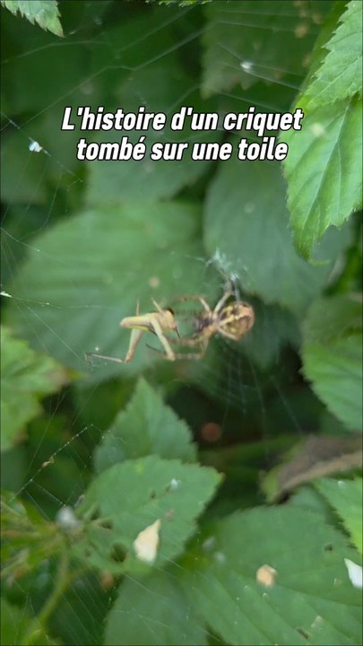 En train de photographier cette araignée je me repositionne et fait fuir un criquet qui entre dans le piège de l'araignée.J'ai immédiatement switch en caméra pour filmer la scène car c'est pas une scène que je vois hors de mes élevages.