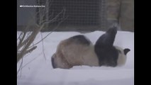 Pandas juegan en la nieve tras la tremenda nevada en Estados Unidos
