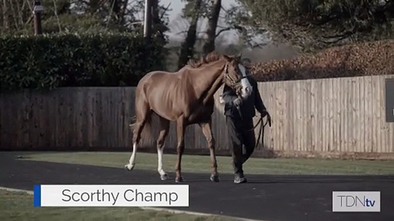 Scorthy Champ