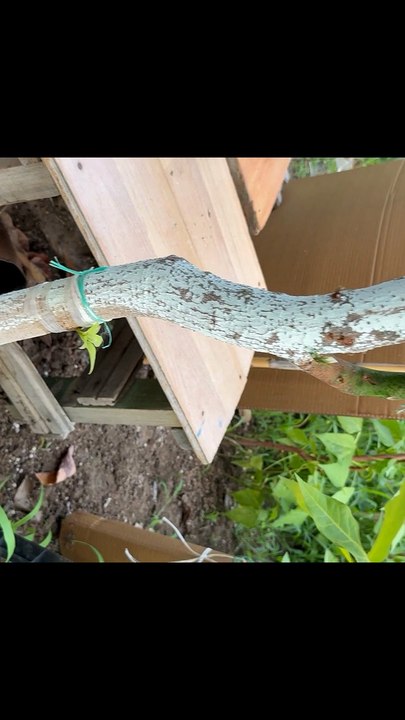 Different grafting methods in avocado