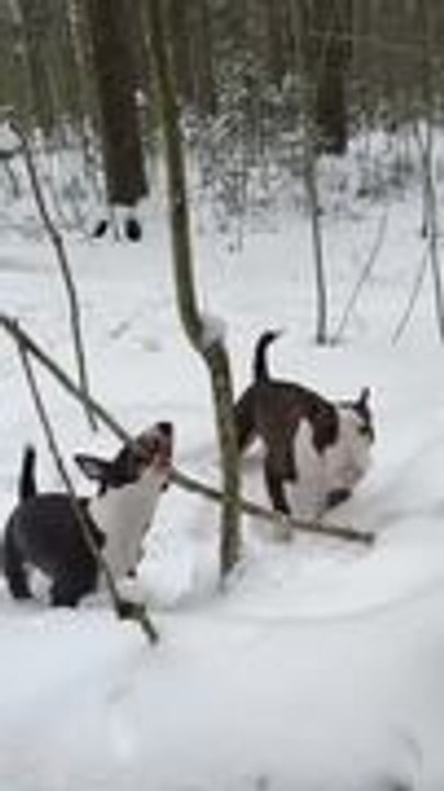 One Miniature Bull Terrier Pulls on Stick While Another Enjoys Eating Snow