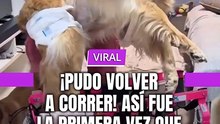 ¡PUDO VOLVER A CORRER! Así fue la primera vez que esta perrita parapléjica usó su silla de ruedas