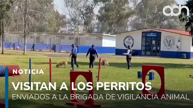 Así está la situación de los perritos del Refugio Franciscano enviados a vigilancia animal