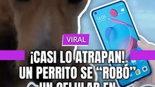 ¡ Casi lo atrapan ! Un perrito se "robó" un celular en la playa