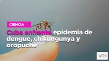 Cuba enfrenta epidemia de  dengue, chikungunya y oropuche