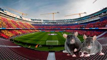 El Camp Nou tiene presencia de enormes ratas tras problemas con inundaciones