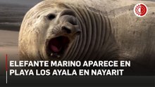 Aparece elefante marino en playa de Los Ayala, Nayarit