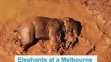 Elephants enjoy a 'spa' day during heatwave