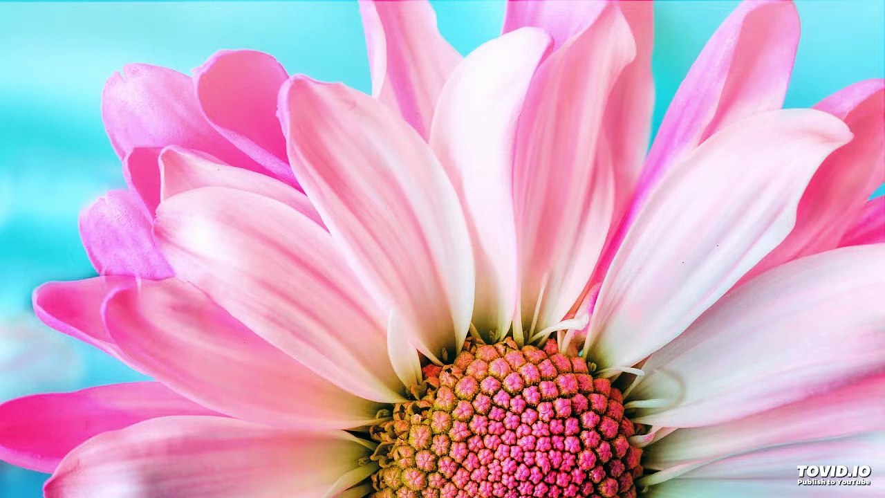 בהר Paracha de la semaine | La tsédaka pour l'honneur d'Hachem l