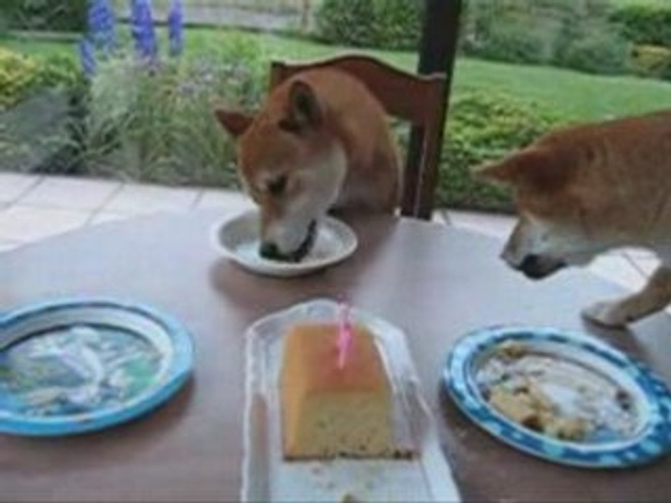 Hoshi 2 ans