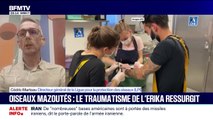 Cédric Marteau, directeur général de la LPO, affirme que le pétrole qui recouvrait les oiseaux provenait bien de l'Erika